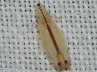 Invasive Leafhopper
