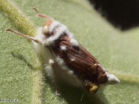 Leafhopper pathogen
