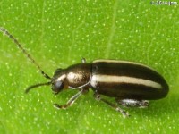 Systena sp. Flea Beetle