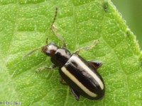 Systena sp. Flea Beetle