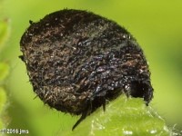 Warty Leaf Beetle Larvae