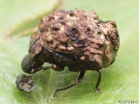 Warty Leaf Beetle