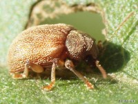 Leaf Beetle on Boneset