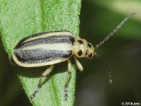 Trirhabda sp. Leaf Beetle