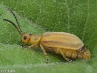 Ophraella sp. Leaf Beetle