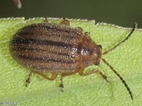 Ophraella sp. Leaf Beetle