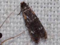 Unidentified Stenoptinea sp. Moth