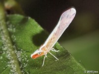 Shellenius sp. Planthopper