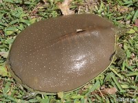  Spiny Softshell Turtle, Juvenile