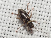 Riffle Beetle