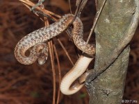Texas Brown Snake at Bottom (Juvenile)