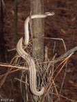 Texas Browwn Snake at Top (large adult)