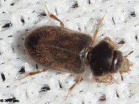 Variegated Mud-loving Beetle