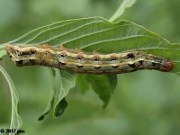 Armyworm Moth Caterpillar