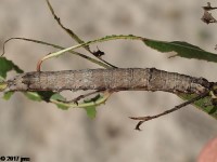 Catocala sp. Caterpillar