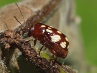 Bassareus sp. Leaf Beetle