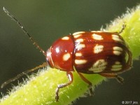Bassareus sp. Leaf Beetle
