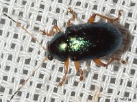 Colaspis sp. Leaf Beetle