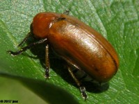 Anomoea sp. Leaf Beetle