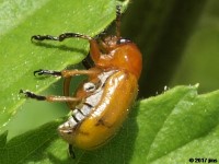 Anomoea sp. Leaf Beetle