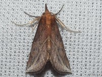 Curve-lined Owlet Moth