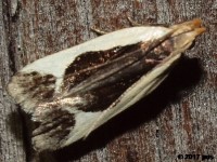 Cream-edged Dichomeris Moth