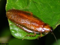 American Wood Cockroach