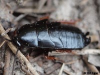 Dark Wood Cockroach