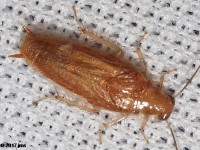 Small Yellow Texas Cockroach