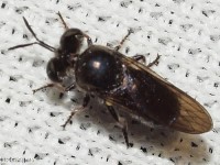 Cerotainia sp. Robber Fly