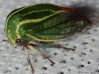 Tortistilus sp. Treehopper