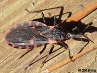 Eastern Blood-sucking Conenose bug