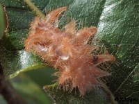 Monkey Slug or Hag Moth Caterpillar