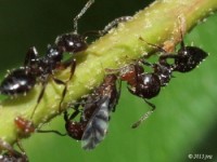 Aphid tended by Ants