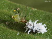 Aphid Under Attack by Lady Beetle Larvae