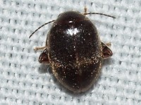 Marsh Beetle