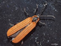 Golden Net-wing Beetle