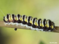 Grapeleaf Skeletonizer Moth Caterpillar