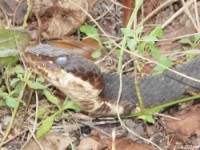 Cottonmouth Snake, Large adult shedding