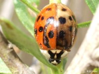 Multi-colored Asian Lady Beetle, a rough go of it but alive