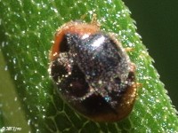 Dusky Lady Beetle