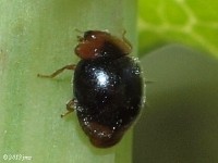 Scymnus sp. Lady Beetle