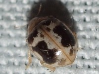 Kidney-spottted Lady Beetle