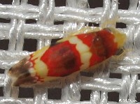 Erythroneura vitis Leafhopper