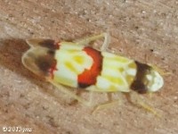 Erythroneura integra Leafhopper