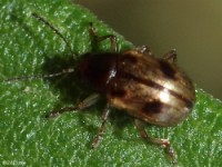 Oak Paria Leaf Beetle