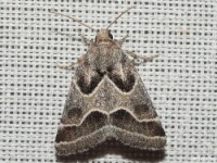 Schinia Moth