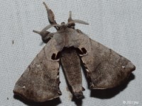 Spotted Apatelodes Moth