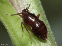 Delphacid Planthopper
