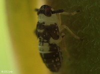 Delphacid Planthopper Nymph (hiding in shade)